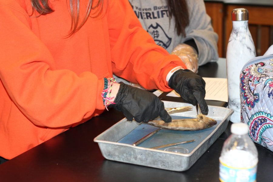 Wildlife biology dissection