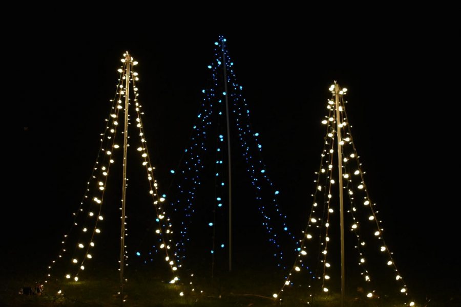 Three trees light up downtown Grand Haven, these shimmering pines  are lit up on light night. 