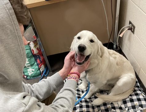 CUDDLES: One of Jaxs signature moves is staying calm and allowing students to pet him when they need his support. He also will often instinctually lay at their feet when they meet with Rinkevicz to discuss their mental health.