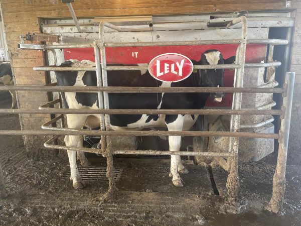 One of the cows getting prepared to be milked. "They can be really stubborn sometimes," said Klempel. 