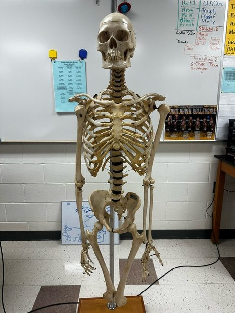 Spooky Studies: Marcella Weldon’s classroom embraces Halloween with a spooky skeleton, making anatomy a bit more bone-chilling.